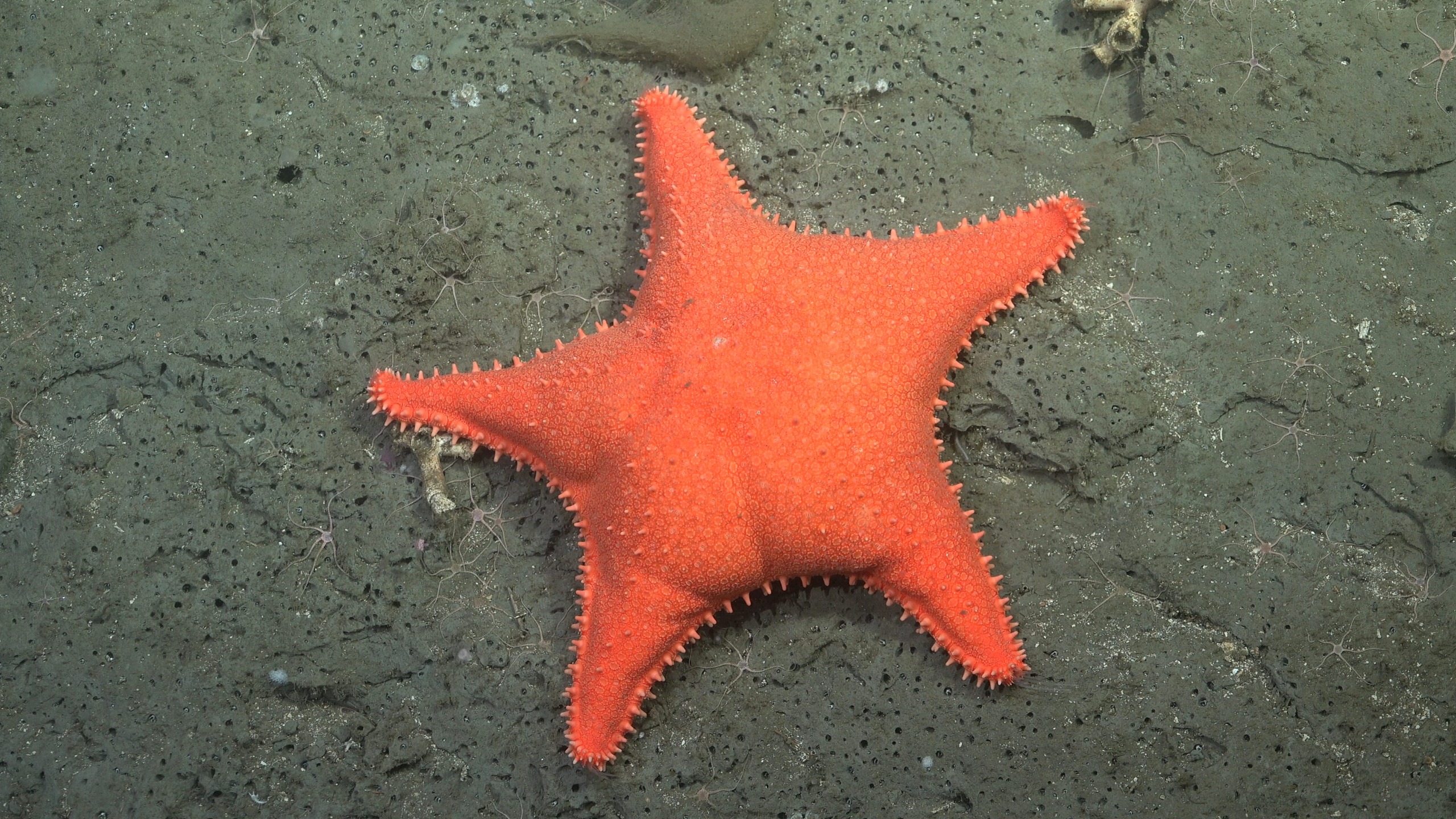 Bright-orange sea star.