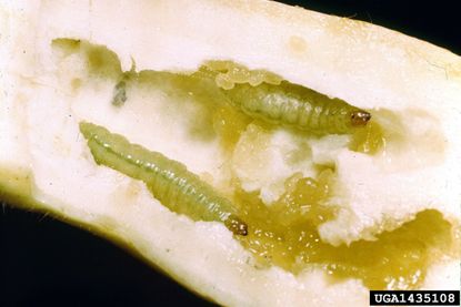 Green Worms Inside A Cucumber