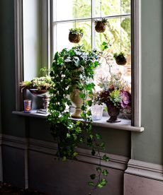 Best indoor plants