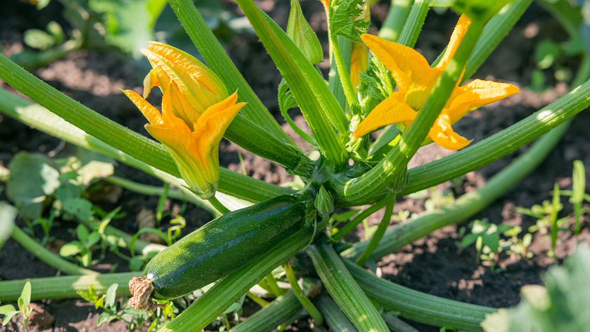 5 vegetable seeds to sow in May for the best results — according to ...