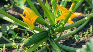 Zuchinni plant with yellow flowers and vegetables