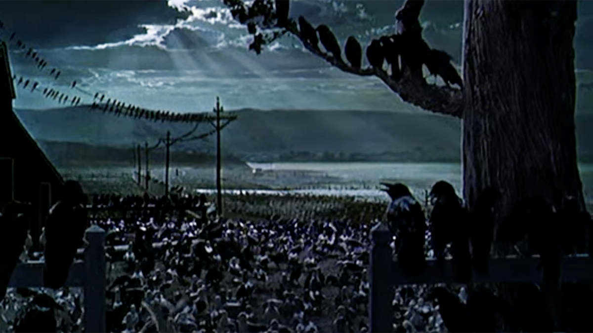 The birds at the end of The Birds