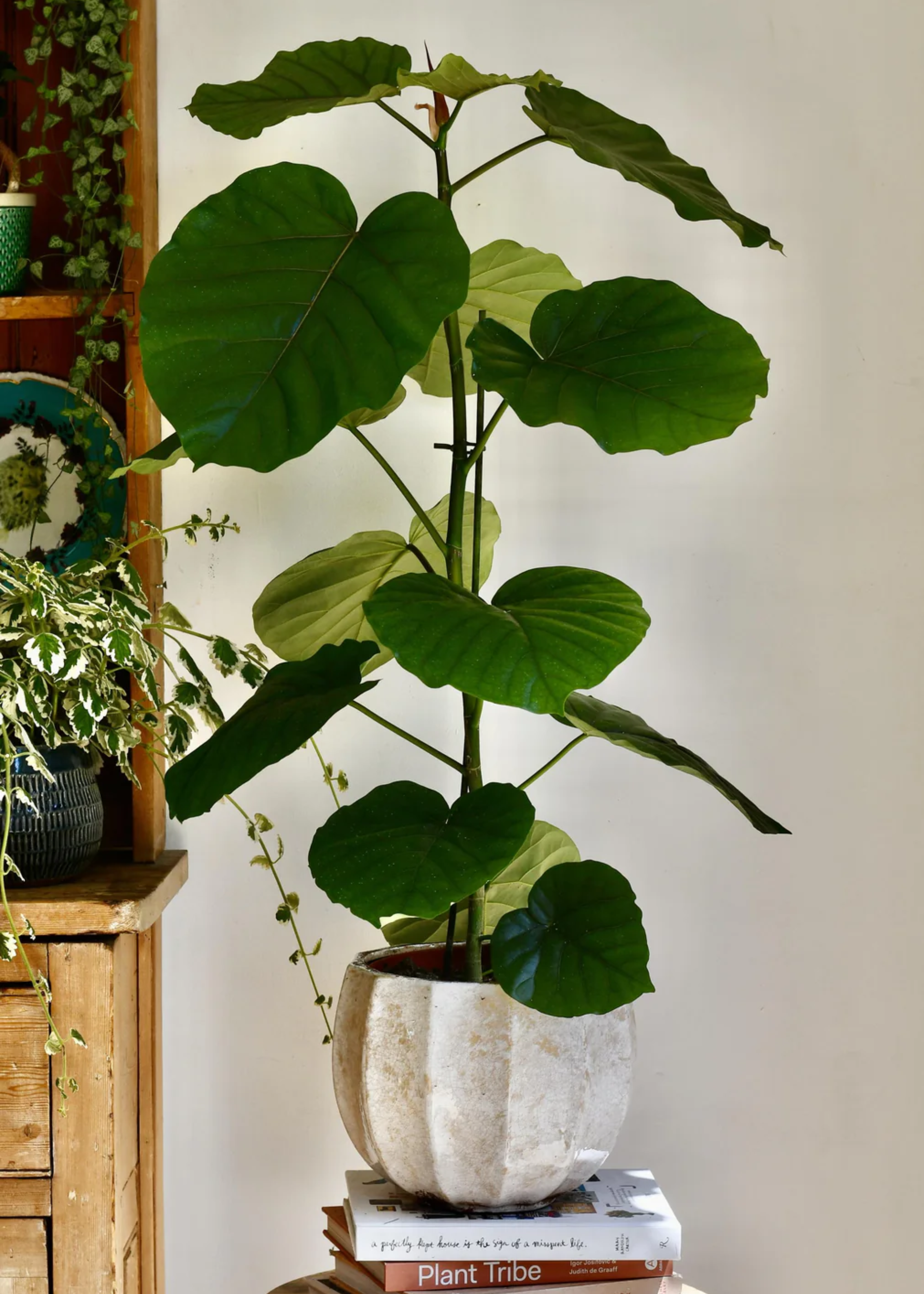An umbrella tree fig in a textured stone planter on a stack of gardening books on a side stool