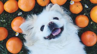 Small white dog lying on back on grass with happy expression surrounded by oranges