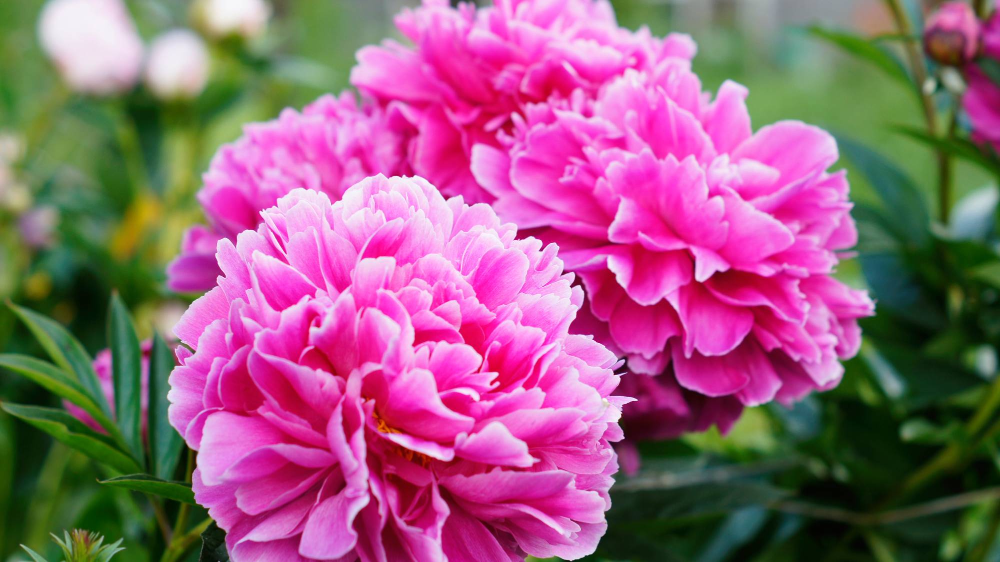 Bright pink peony flowers