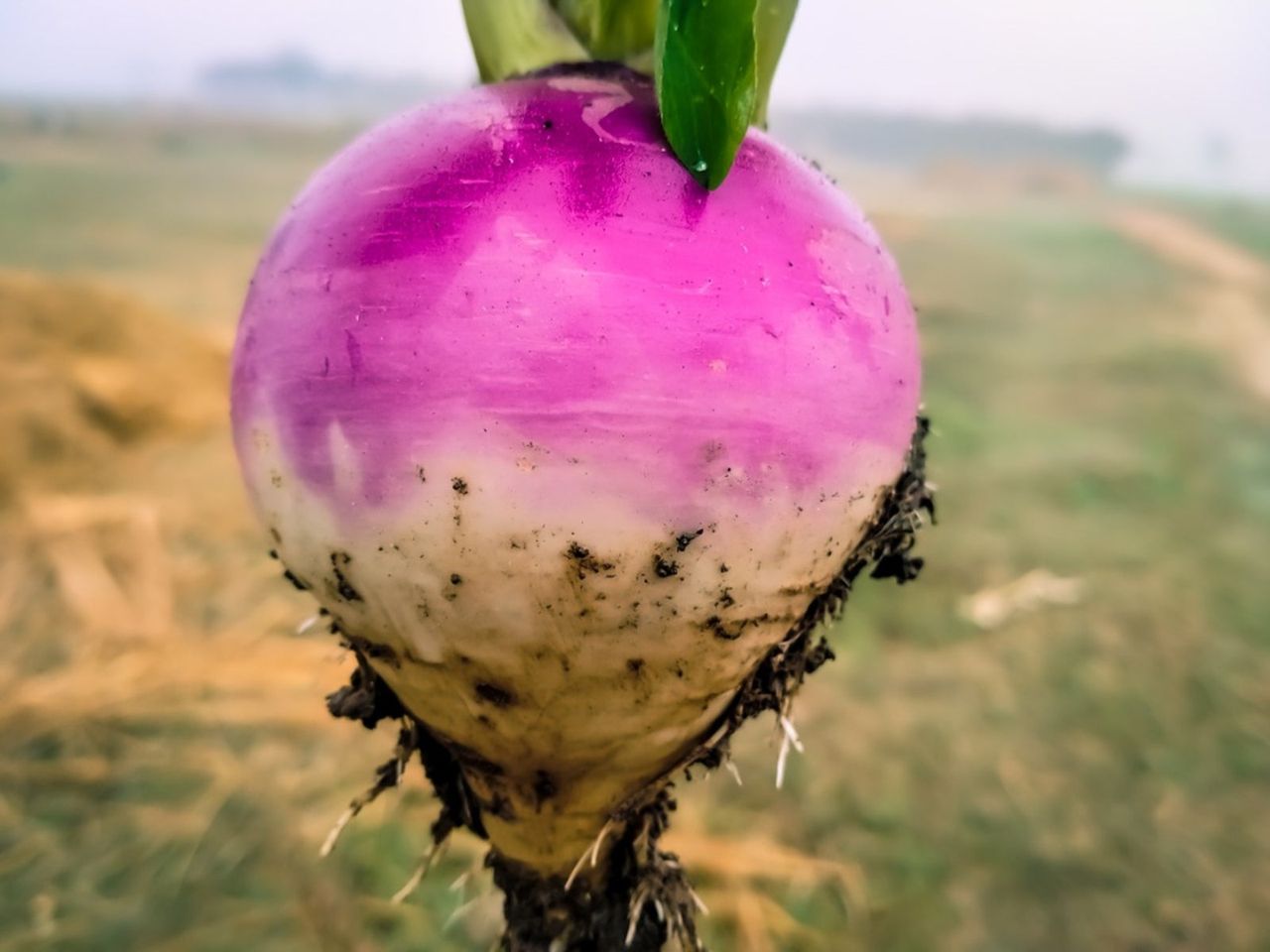 A Turnip From The Garden