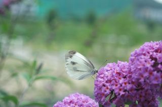 A Butterfly Pieris Brassicae On Summer lilac Buddleja davidii