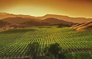 Sunset over a winery in Napa Valley, California.