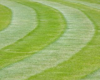curved lawn mowing