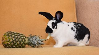 Rabbit eating pineapple