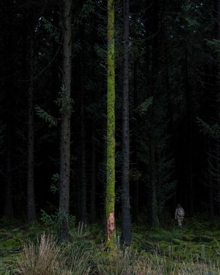 woodland, person in camouflage in distance