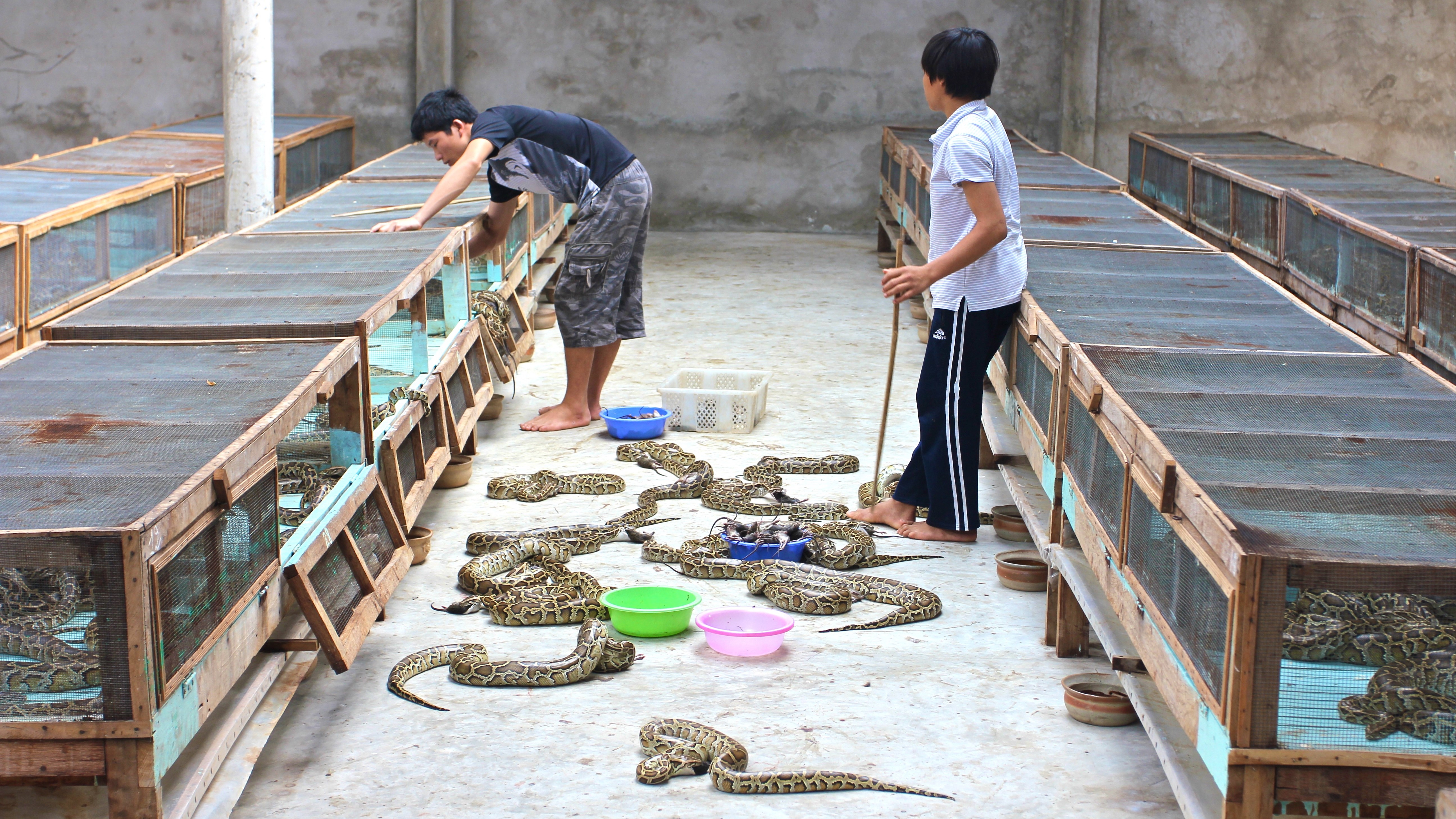 Two farmers working in an indoor python farm.