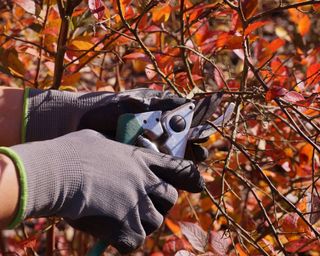 pruning a blueberry bush with secateurs
