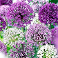 Willard &amp; May Allium Blend 30 Bulb Pack: $24 @ Amazon