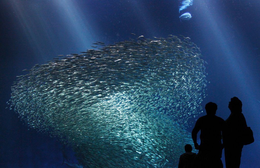 A large school of sardines in the Monterey Bay Aquarium&#039;s &quot;Open Sea&quot; exhibit.