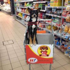 pet in trolley