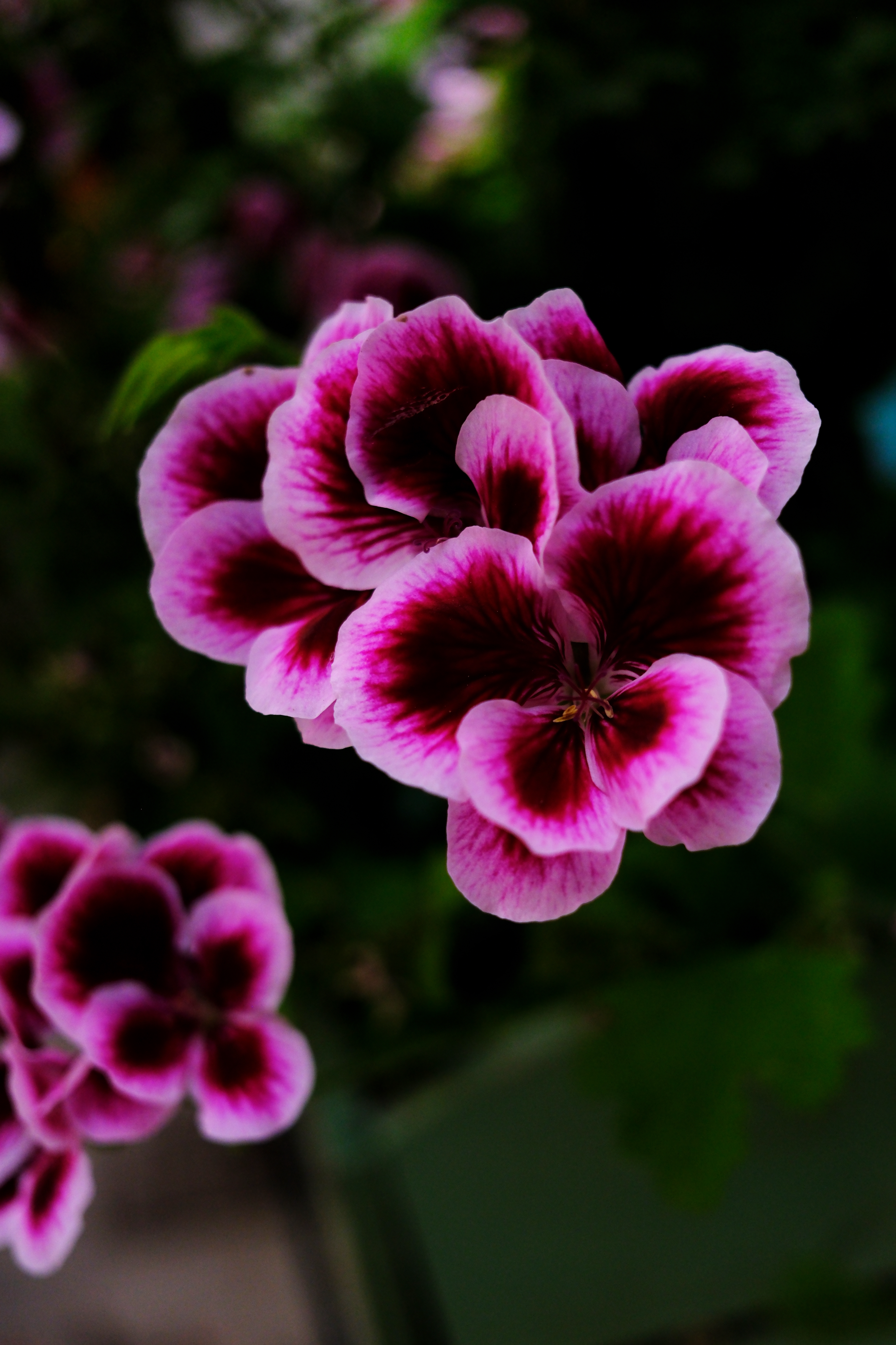 A purple and pink flower