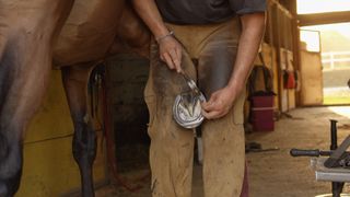 Farrier shoeing horse