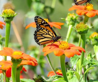 Monarch butterlfies sit atop bright orange sunflowers