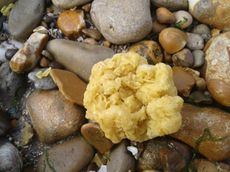 Sea Waste