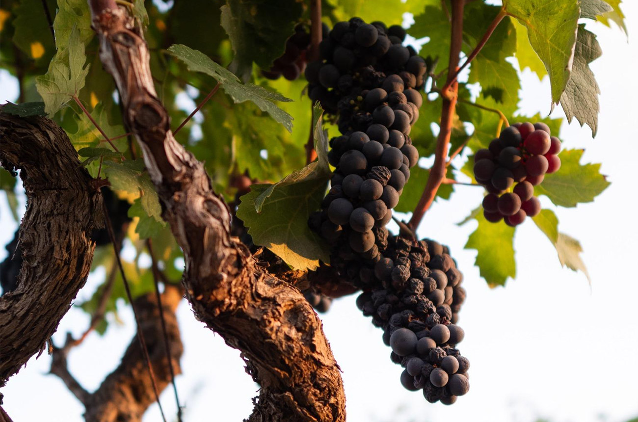 Primitivo di Manduria bush-trained vines.