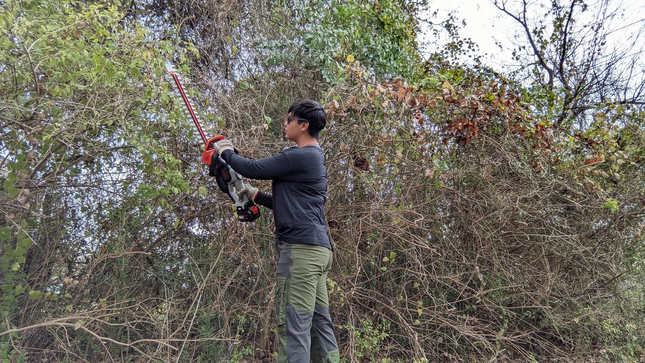 trimming a hedge with the Black + Decker 60V Max Cordless hedge trimmer