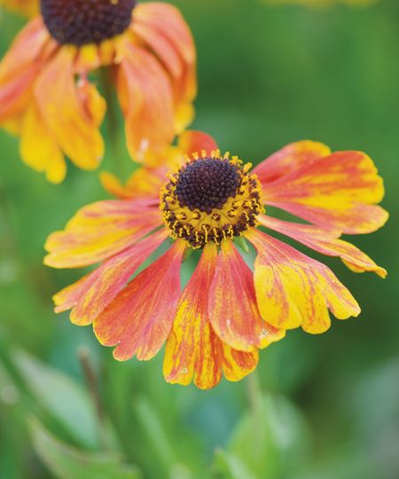 Helenium 'Sahin's Early Flowerer'