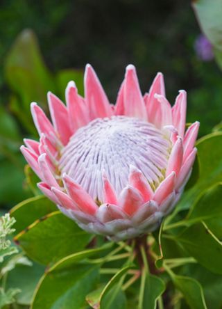 South Africa for the protea flower