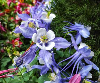 colorado blue columbine in bloom