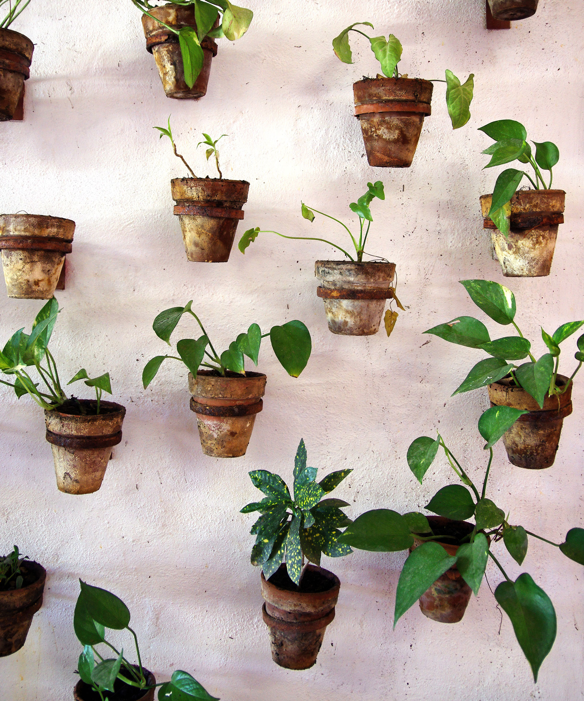houseplants hanging from wall mount hooks on white wall