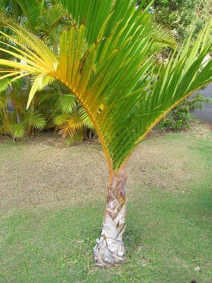 Spindle Palm Tree On The Lawn