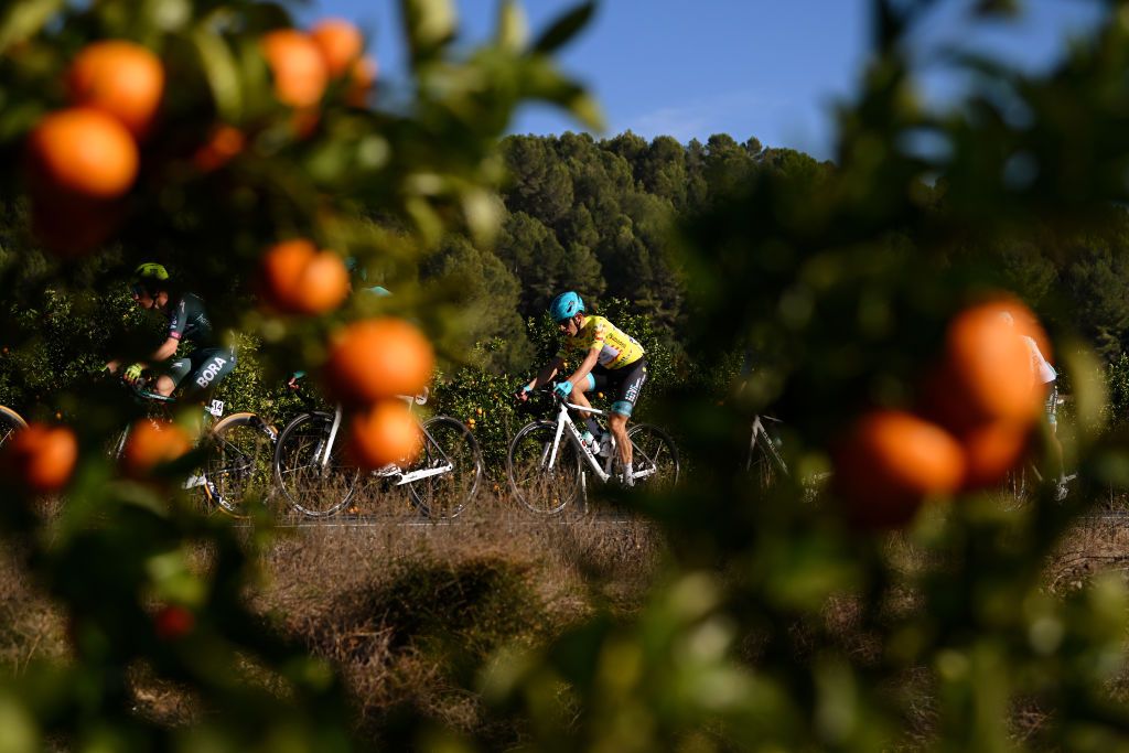 CANALS SPAIN FEBRUARY 01 A general view of Alessandro Tonelli of Italy and Team VF GroupBardiani CSF Yellow Leader Jersey and the peloton competing through a tangerines field during the to the 75th Volta a la Comunitat Valenciana 2024 Stage 2 a 1627km stage from Canals to Mancom de la Valldigna on February 01 2024 in Canals Spain Photo by Dario BelingheriGetty Images