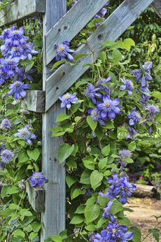 Purple Flowers Growing Around Wooden Posts