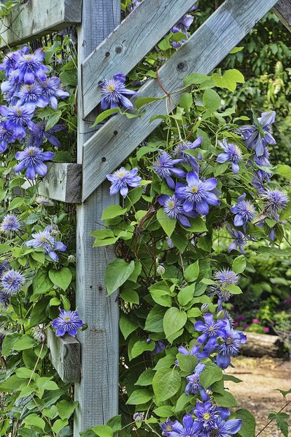 Purple Flowers Growing Around Wooden Posts