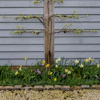 Tree espaliered against a grey wood clad wall with flowerbed of daffodils and hyacinths and gravel below