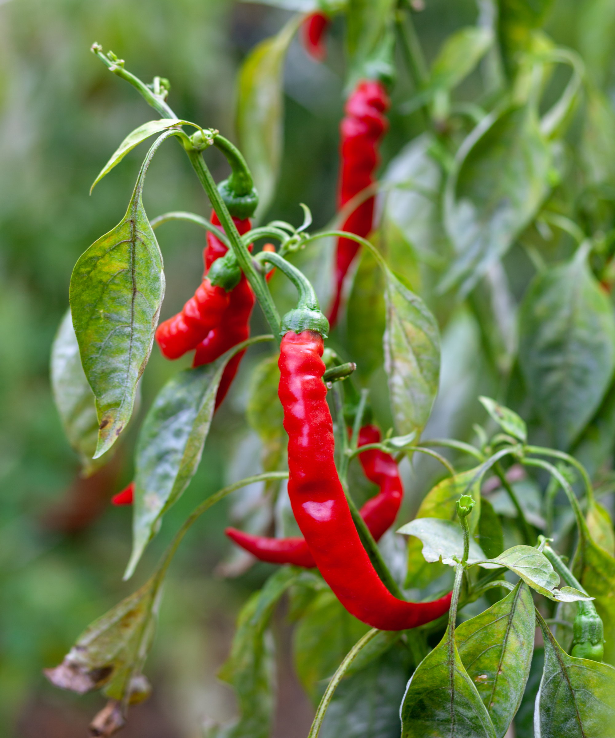 Red cayenne peppers on a plant up close