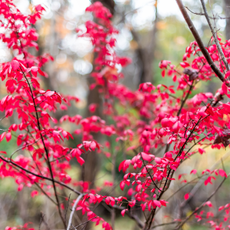 Sourwood tree leaves in forest park autumn vibrant red foliage in Fairfax, Virginia with bokeh background small plant seedling