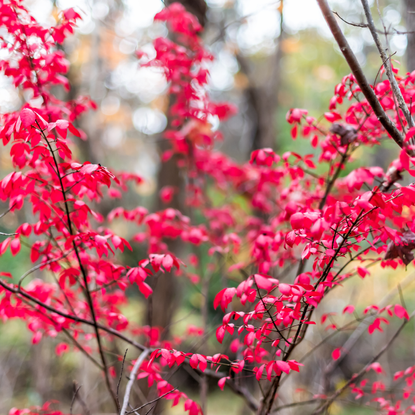 Sourwood tree leaves in forest park autumn vibrant red foliage in Fairfax, Virginia with bokeh background small plant seedling