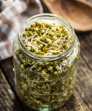 mung bean sprouts in a glass jar