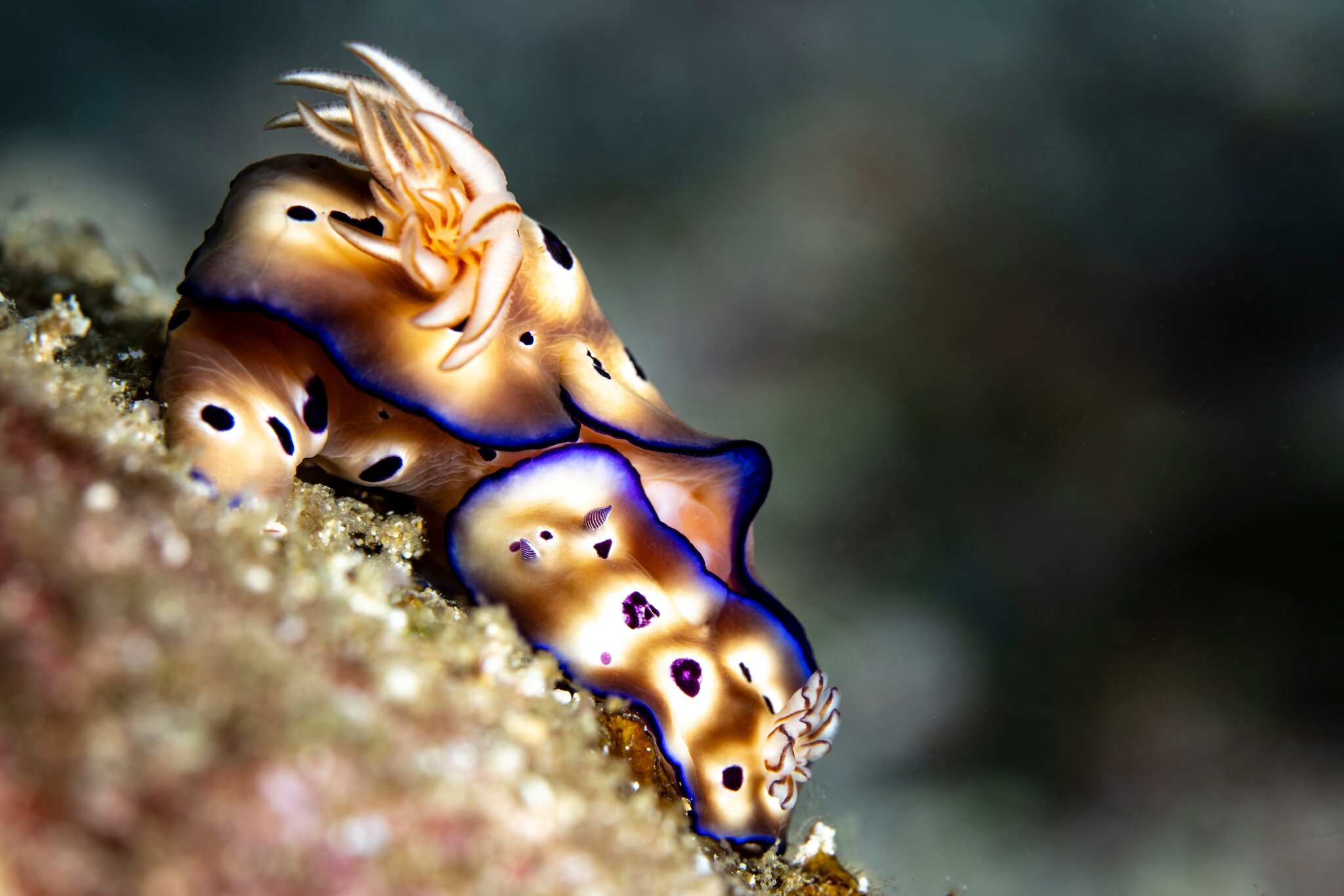 marine life