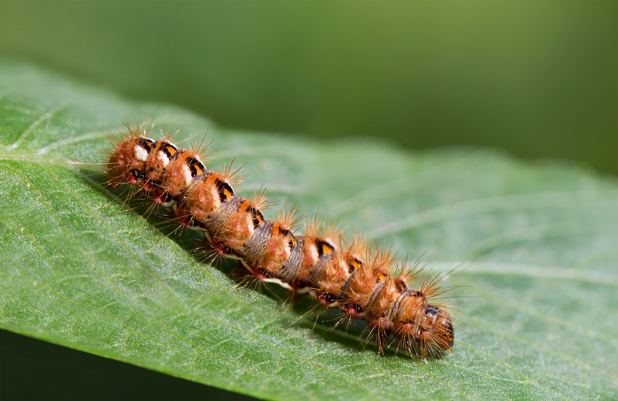  Caterpillar.