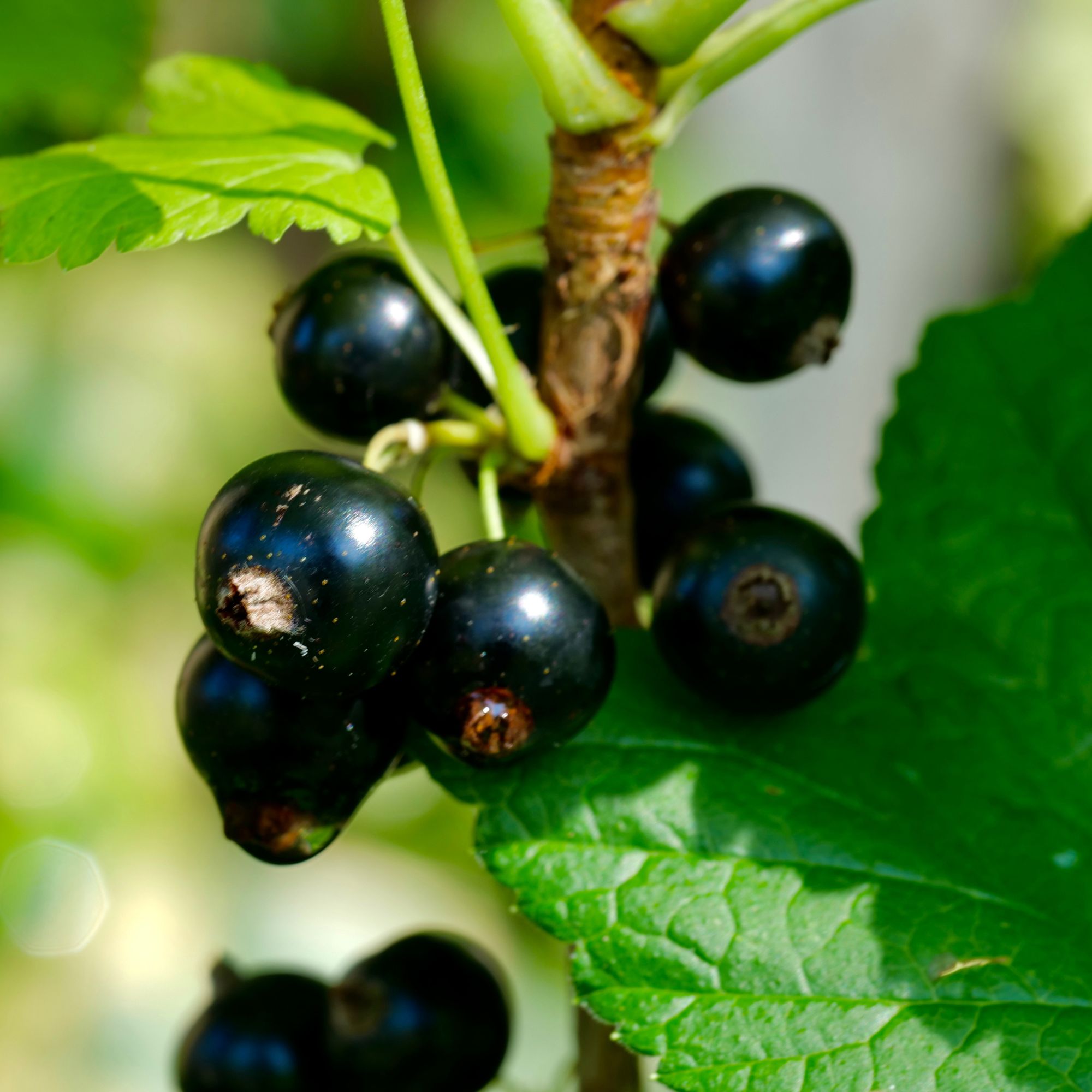 Blackcurrants growing on blackcurrant bush