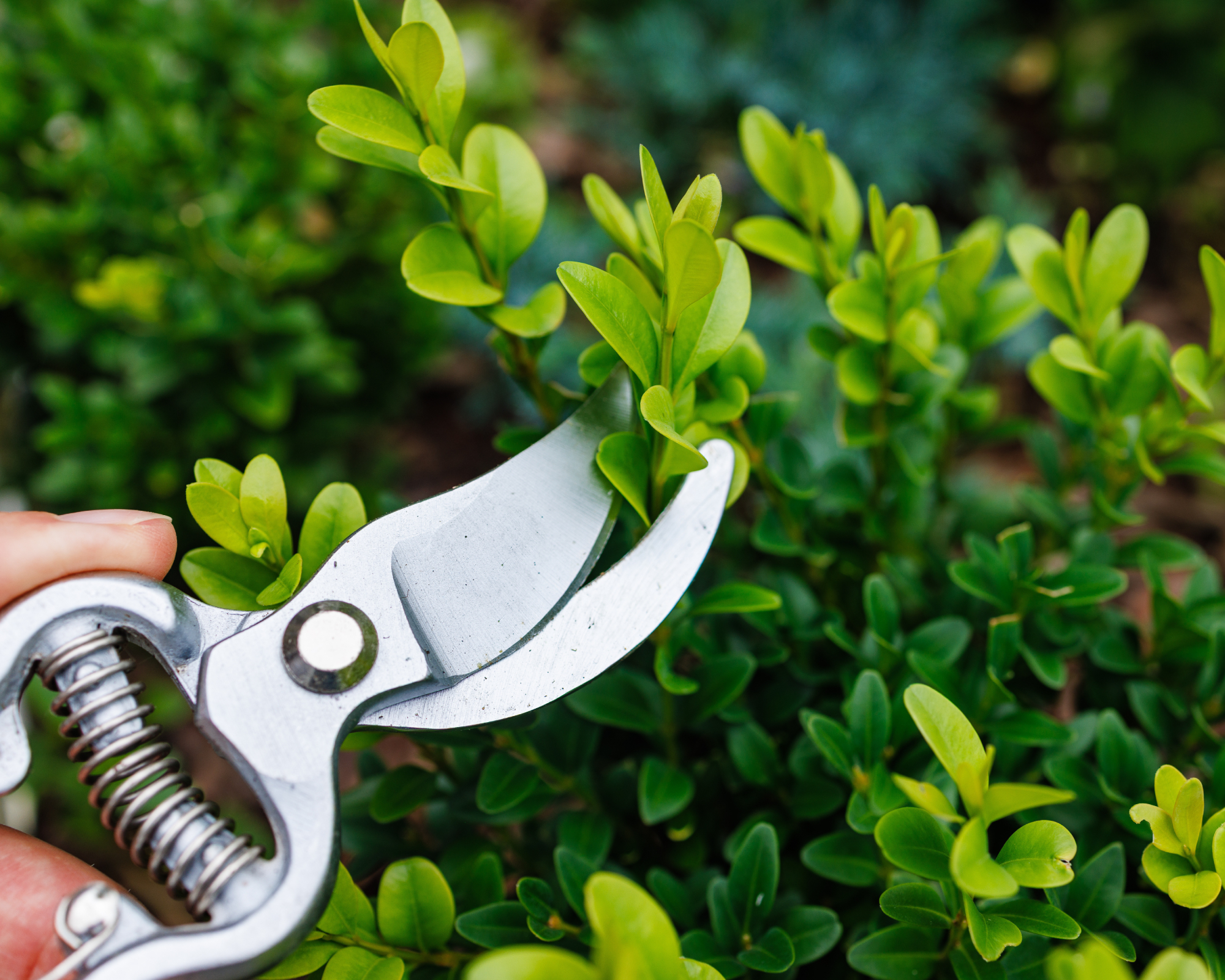 Pruning Techniques for Healthy Boxwood Shrubs