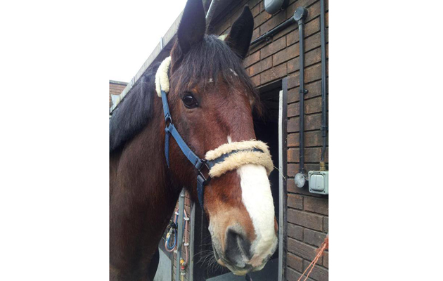 Brian Police Horse