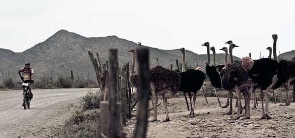 Ostriches watch a rider pass.