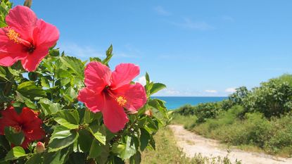 Pink hibiscus flowers by the sea