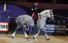 Ridden heavy horse: HALES HECTOR owned by David Curtis ridden or exhibited by Jamie Bradbury in the Heavy Horse Championship during the Horse of the Year Show at the NEC near Birmingham, UK between 4th - 8th October 2017