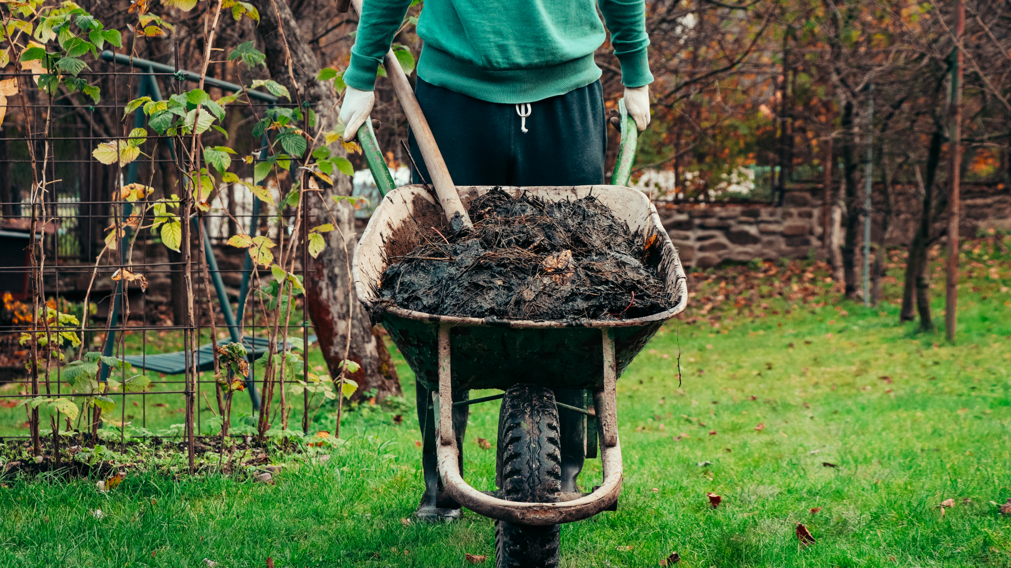 man pushing wheelbarrow of manure in fall garden