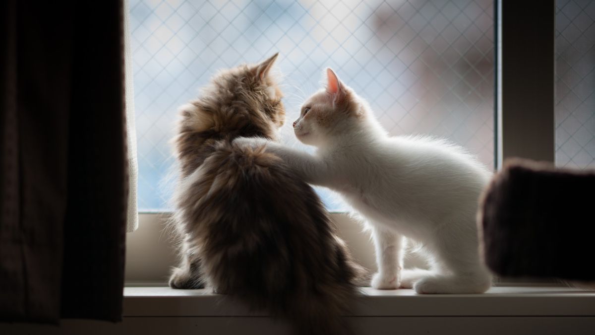 Cats can memorize their friends' names, new study suggests