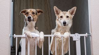 Dogs leaning on a pet safety gate
